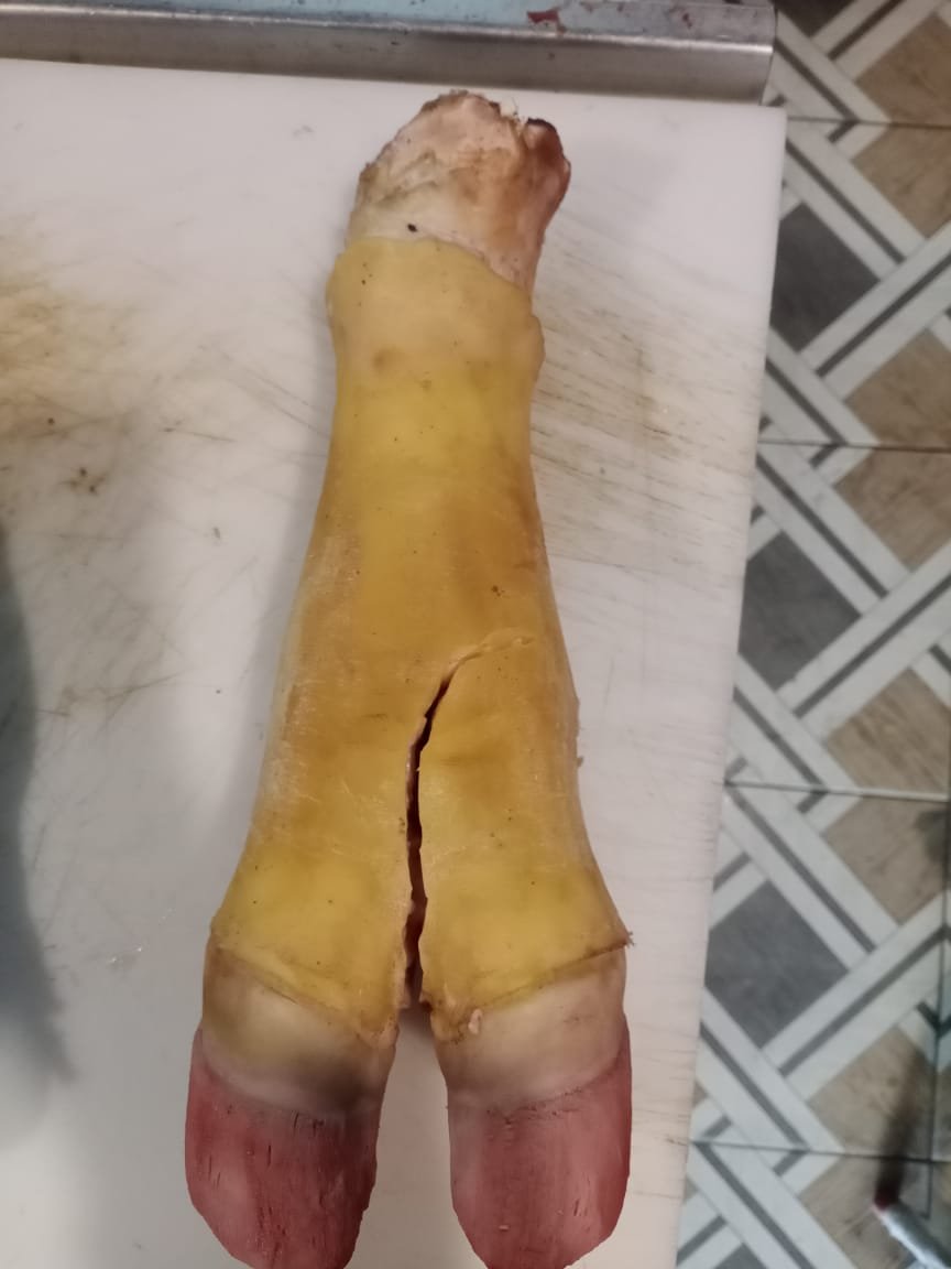 Prime Beef Trotters 01pc